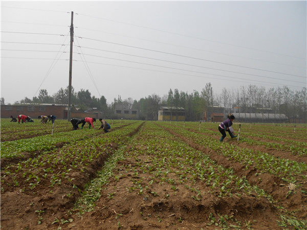 土壤養(yǎng)分速測儀的速測方法是什么? 土壤養(yǎng)分速測儀的速測方法是什么?