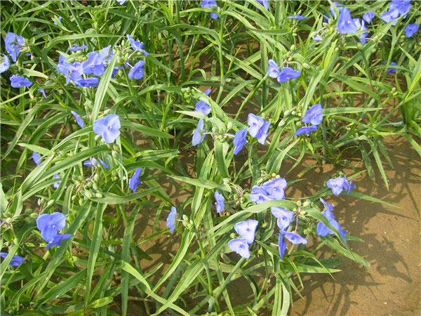 土壤養分速測儀在測土施肥中的作用 土壤養分速測儀在測土施肥中的作用