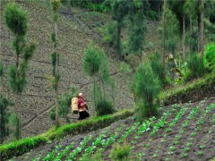 土壤墑情監(jiān)測站可提供全面的信息服務(wù)