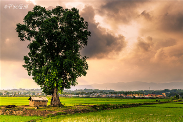 土壤水分速測儀主要有哪些優點? 土壤水分速測儀主要有哪些優點?