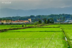 土壤水分速測(cè)儀調(diào)節(jié)土壤水分的方法？