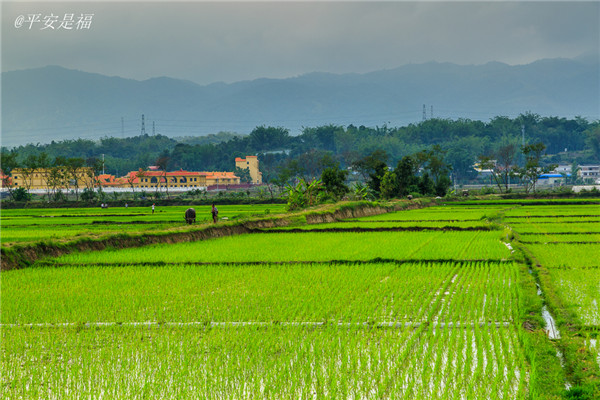土壤水分速測儀調(diào)節(jié)土壤水分的方法? 土壤水分速測儀調(diào)節(jié)土壤水分的方法?