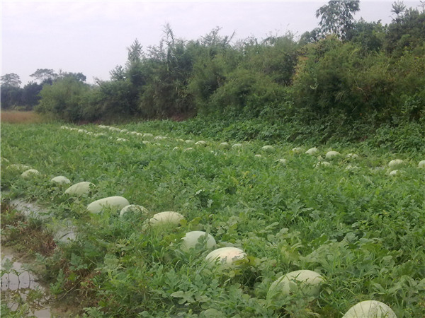 土壤墑情速測儀在現代土壤墑情監測中的作用 土壤墑情速測儀在現代土壤墑情監測中的作用