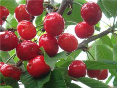 土壤養分速測儀是怎么測定土壤養分的?