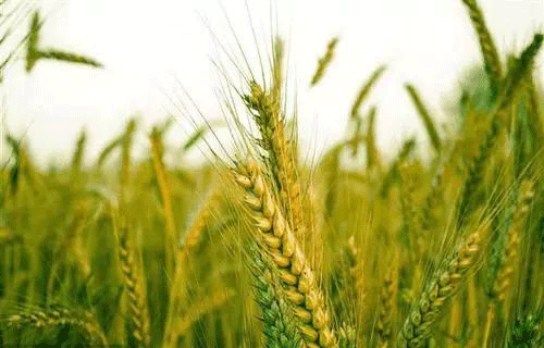 土壤墑情速測儀 土壤墑情速測儀