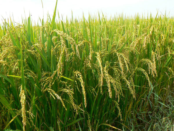 風途FT-LORA土壤墑情監測系統詳情 風途FT-LORA土壤墑情監測系統詳情