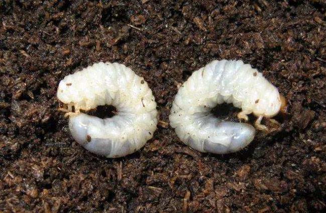 土壤含水量監(jiān)測儀器幫助消滅“地老虎” 土壤含水量監(jiān)測儀器幫助消滅“地老虎”