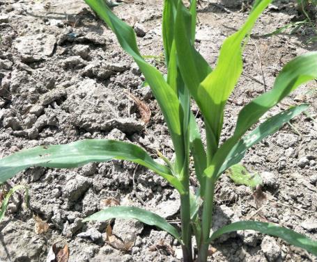 土壤墑情如何實現自動監測? 土壤墑情如何實現自動監測?