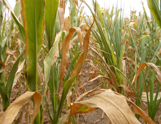 農(nóng)田土壤墑情與旱情監(jiān)測(cè)對(duì)農(nóng)業(yè)發(fā)展具有重要意義 農(nóng)田土壤墑情與旱情監(jiān)測(cè)對(duì)農(nóng)業(yè)發(fā)展具有重要意義