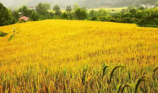 1601428910776031.png 搜狗截圖20年09月30日0921_1.png